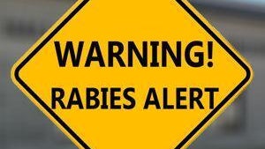 Officials urging caution after person comes into contact with rabid dog in Hall County — Conyers Health news